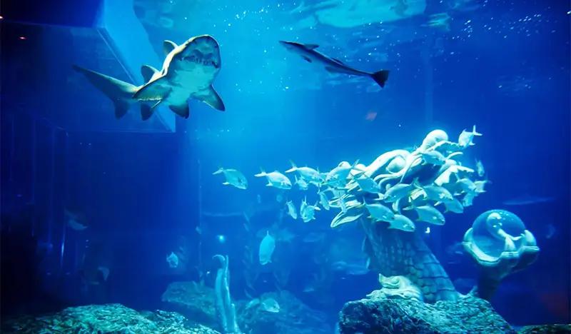 Tiket Diskon Sea Life Busan Aquarium - main view