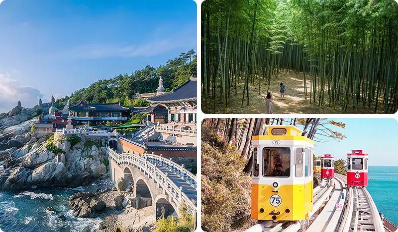 Busan City 1 Day Tour (+ Bamboo Forest/Sky Capsule option)