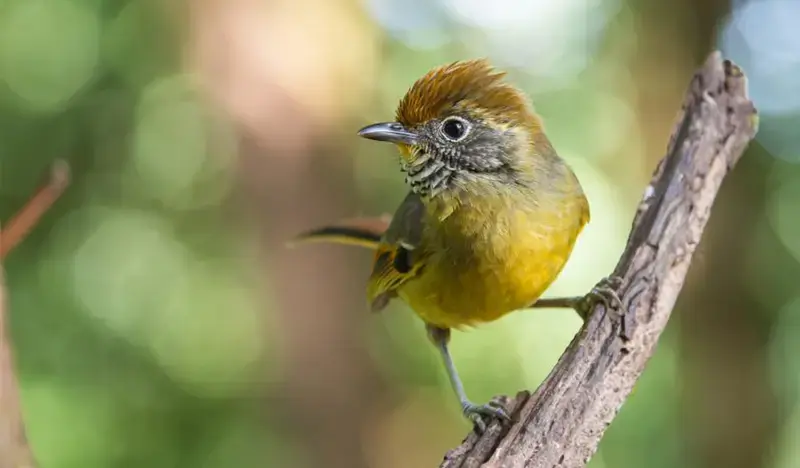 Doi Inthanon National Park Bird Watching 1 Day Tour (+ Lunch) (+ Hotel Transfer) - from Chiang Mai - main view
