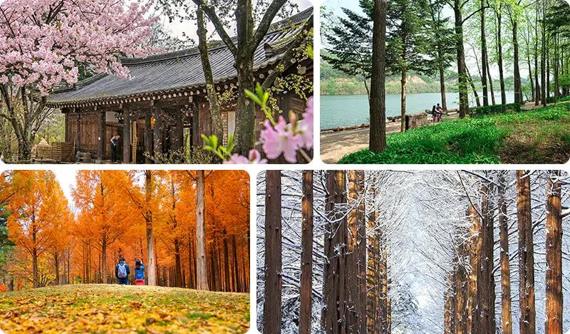 Nami Island 1 Day Tour from Seoul - main view