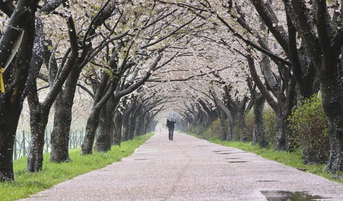 Spring Special: Daejeo Ecological Park & Jinhae Cherry Blossom 1 Day Tour - from Busan (Mar 12~27) - main view