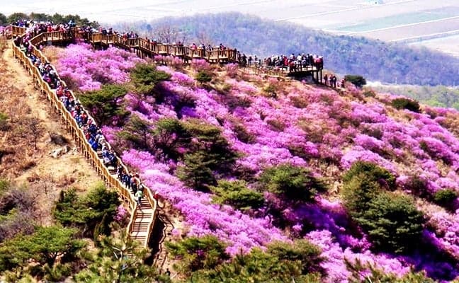 Spring Special: Goryeosan Mountain Azalea Festival + Oepo Port Seafood Market 1 Day Tour - from Seoul (April 14~22) - main view