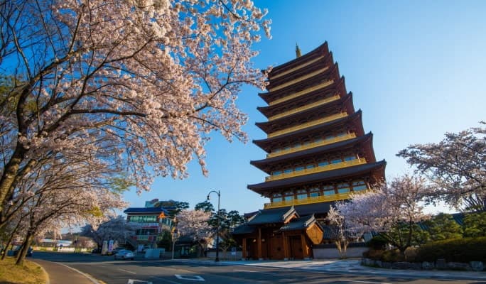 Spring Special: Gyeongju Cherry Blossom 1 Day Tour - from Busan (Mar 28~Apr 11) - main view