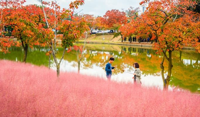 Busan Pink Muhly Habitat Fields & Gyeongju Historic Sites 1 Day Tour - from Busan (Oct 8~17) - main view