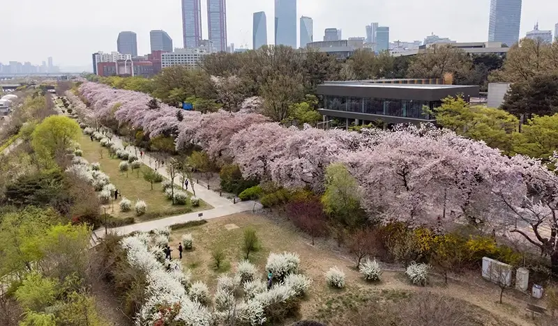 Hangang Ramyeon Picnic Experience at Yeouido - main view