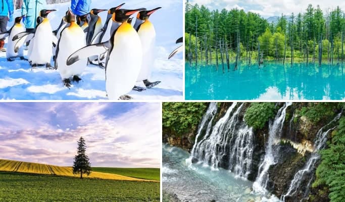 Hokkaido Asahiyama Zoo +  Biei Blue Pond + Shirahige Waterfall + Christmas Tree 1 Day Tour from Sapporo - main view