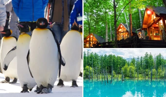 Hokkaido's Seasonal Best: Asahiyama Zoo +  Ningle Terrace (+ Biei Blue Pond/ Shirahige Waterfall/ Shikisai-no-oka) 1 Day Tour from Sapporo - main view
