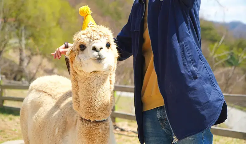Alpaca World Discount Ticket - main view