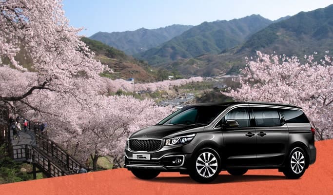 Spring Special: Hwagae & Ssanggyesa Temple Cherry Blossoms Private Tour - from Seoul (Mar 20~Apr 2) - main view