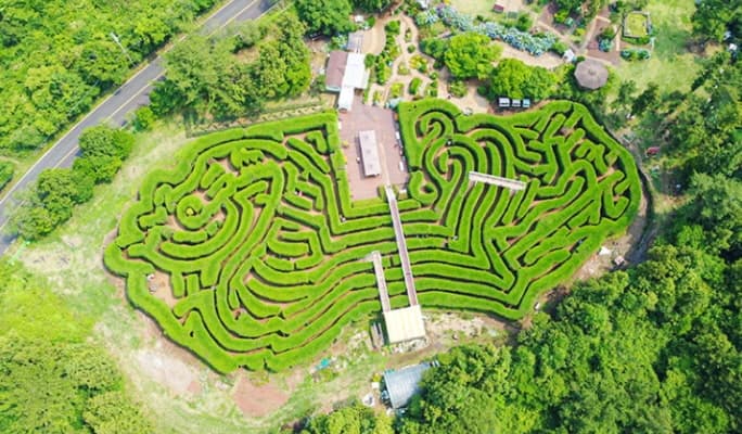 Jeju Gimnyeong Maze Park Entrance Ticket - main view
