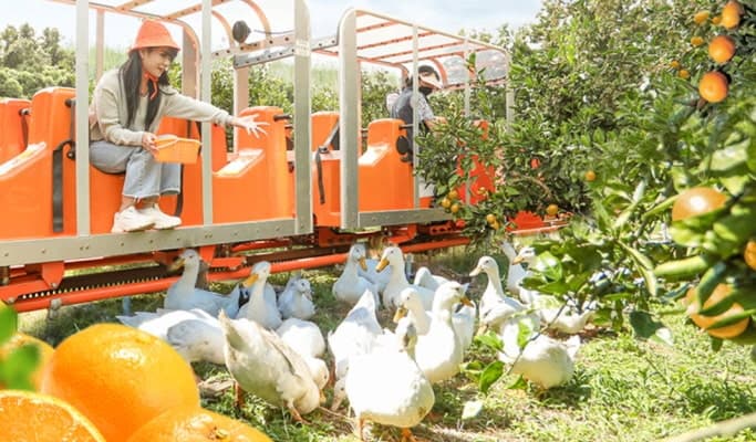 Tangerine Picking Experience in Jeju (+ Animal feeding & monorail option) - main view