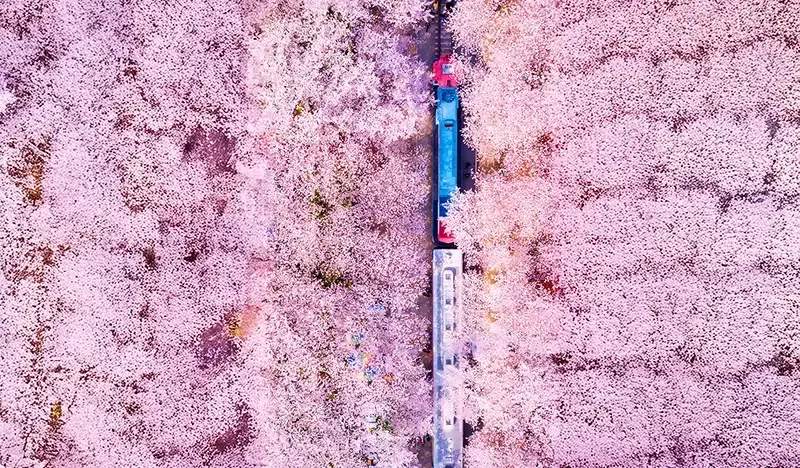 春季特輯:鎮海櫻花一日遊(+交通選項)- 首爾/釜山出發(3月22日~4月7日) - main view