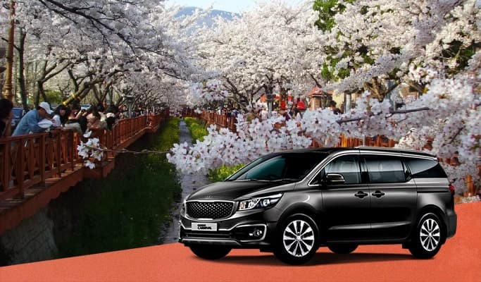 Spring Special: Jinhae Cherry Blossom Private Tour - from Busan (Mar 29~Apr 6) - main view