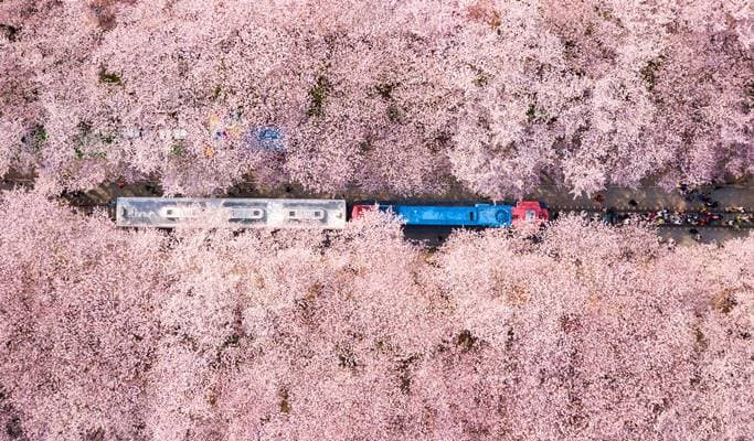 Spring Special: Jinhae Cherry Blossom 1 Day Tour - from Seoul/Busan (Mar 22~Apr 18) - main view