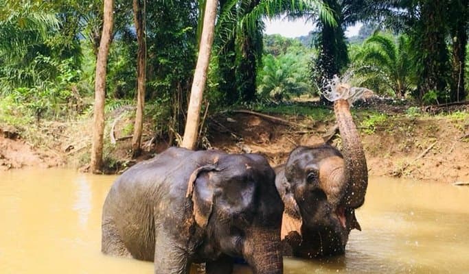 Khao Sok Elephant Sanctuary Visit (+ transfer from Khao Sok) - main view