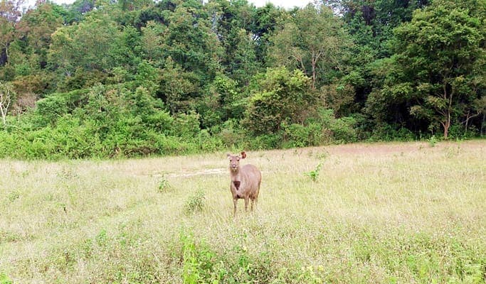 Khao Yai National Park & Thai Cooking Class 1 Day Private Tour (+ Elephant Feeding / Riding) - main view