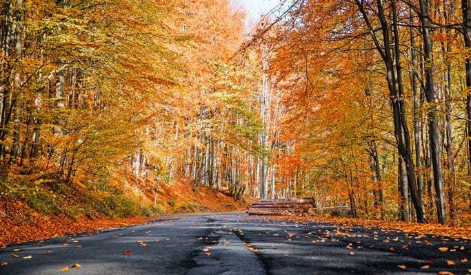 Korea Autumn/Fall Foliage 1 Day Tour (Jeju ↔ Vicinities, Oct 25~Nov 10) - main view