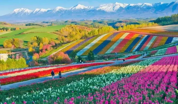 Hokkaido Biei & Furano 1 Day Tour: Roller Coaster Road, Shikisai no Oka, Blue Pond, and Farm Tomita - main view