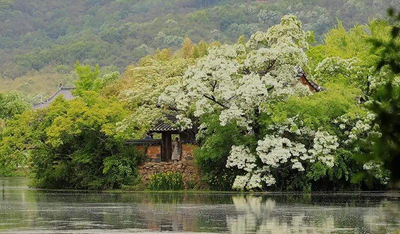 Miryang 1 Day Tour with Apple Makgeolli Making Experience - from Busan