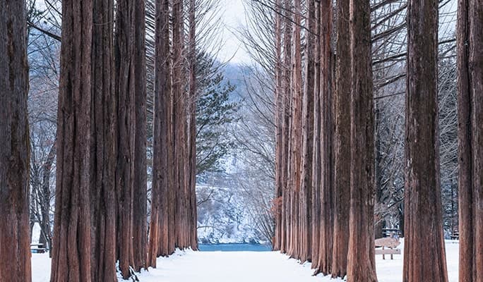 Nami Island + Begonia Bird Park 1 Day Tour - from Seoul - main view