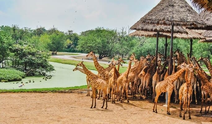 Safari World Bangkok Discount Ticket (+ Lunch) - main view