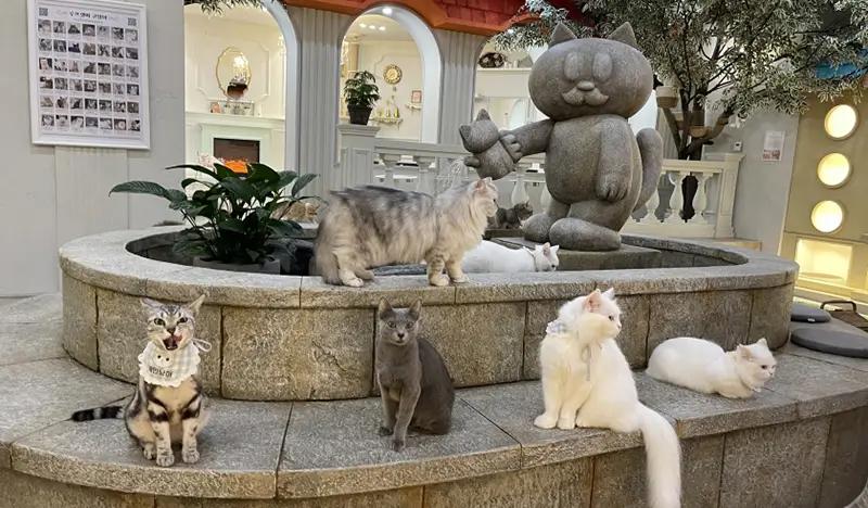 Cat Cafe in Hongdae: Roof Cat Me Discount Ticket - main view