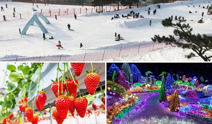 Vivaldi Park Snowy Land Snow Sled + Strawberry Picking + Garden of Morning Calm 1 Day Tour (Dec 20~Mar 4) - main view