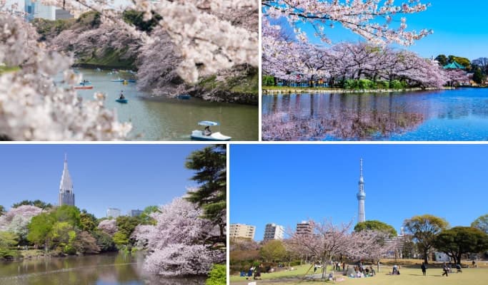 Spring Special: Tokyo Shinjuku Gyoen  & Chidorigafuchi & Ueno & Sumida Park Cherry Blossom Tour from Tokyo (Mar 25~Apr 15) - main view