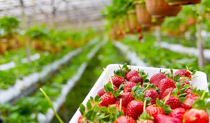 Seoul Vicinity Tour 4 in 1: Nami Island + Petite France + Garden of Morning Calm + Strawberry Picking - main view