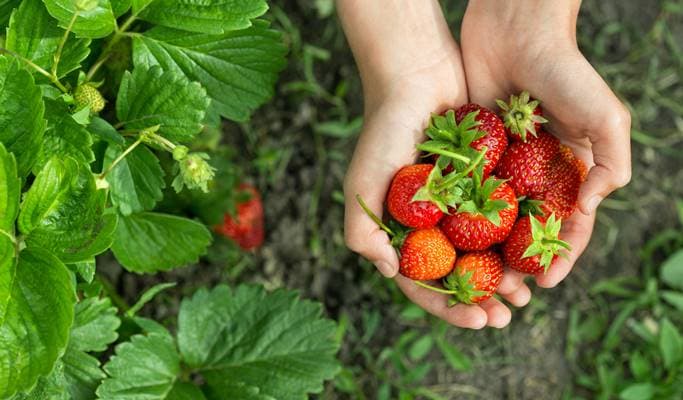 Busan 1 Day Tour: Strawberry Picking + Gamcheon Culture Village (+ Taejongdae option) (Dec 20~May 15) - main view