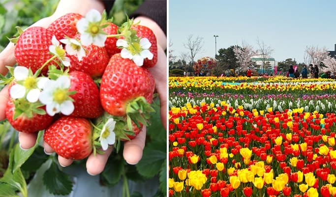 Spring Special: Taean Tulip Festival & Strawberry Picking 1 Day Tour - from Seoul (Apr 8~May 6) - main view