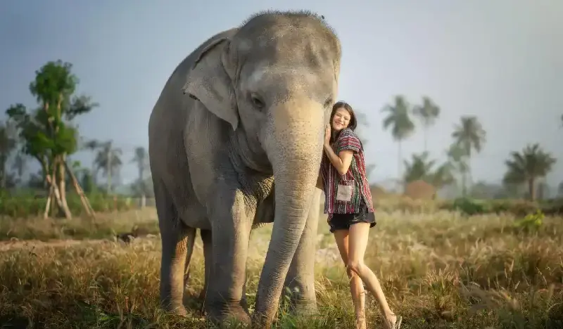 Pattaya Elephant Jungle Sanctuary Visit (Morning/Afternoon) (+ Hotel Transfer) - main view