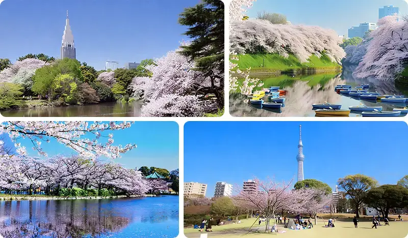 【春季限定】 東京賞櫻一日遊:新宿御苑+千鳥之淵&上野公園&隅田川+目黑川(3月20日~4月5日) - main view
