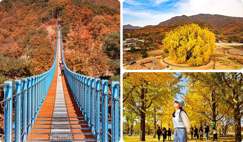 Wonju Sogeumsan Mountain Cable Car 1 Day Tour (+ Bangyeri Ginkgo Tree/ Stone Creek Frozen Cliffs) - dari Seoul