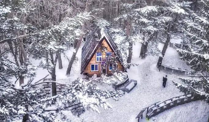 Yongpyong Ski Resort Ani-Fore (Animal Forest): Monorail + Alpaca Farm + Spruce Healing Forest Discount Ticket - main view